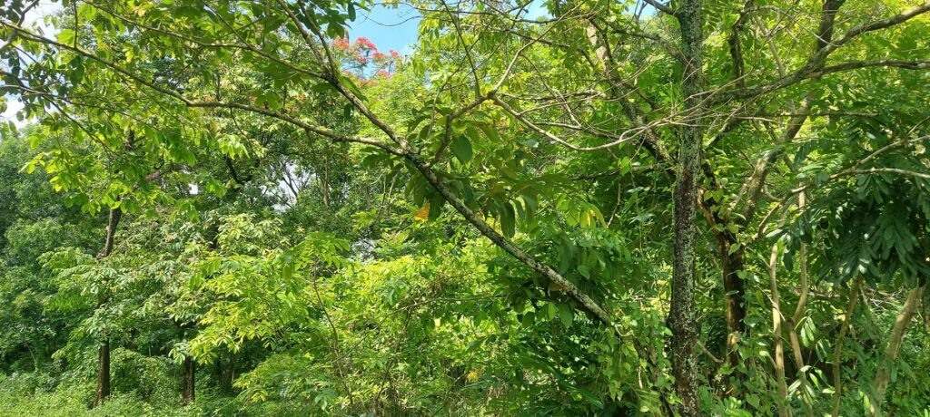 Bán 3,3ha đất vườn Long Phước Quận 9