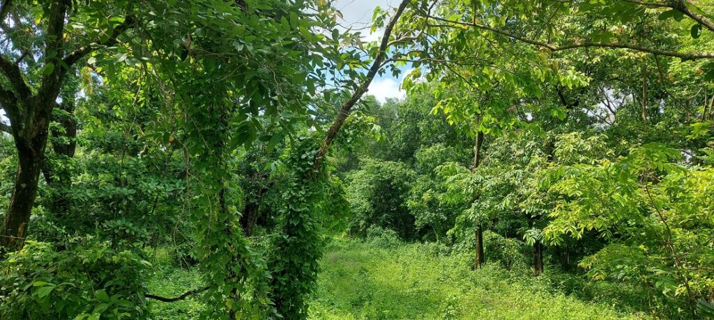 Bán 1,3ha đất vườn Long Phước Quận 9